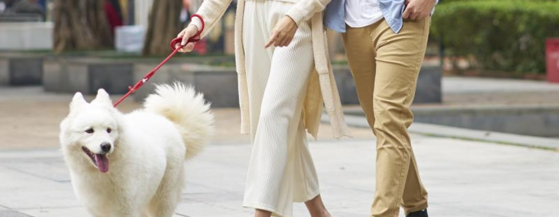 a man and woman walking a dog