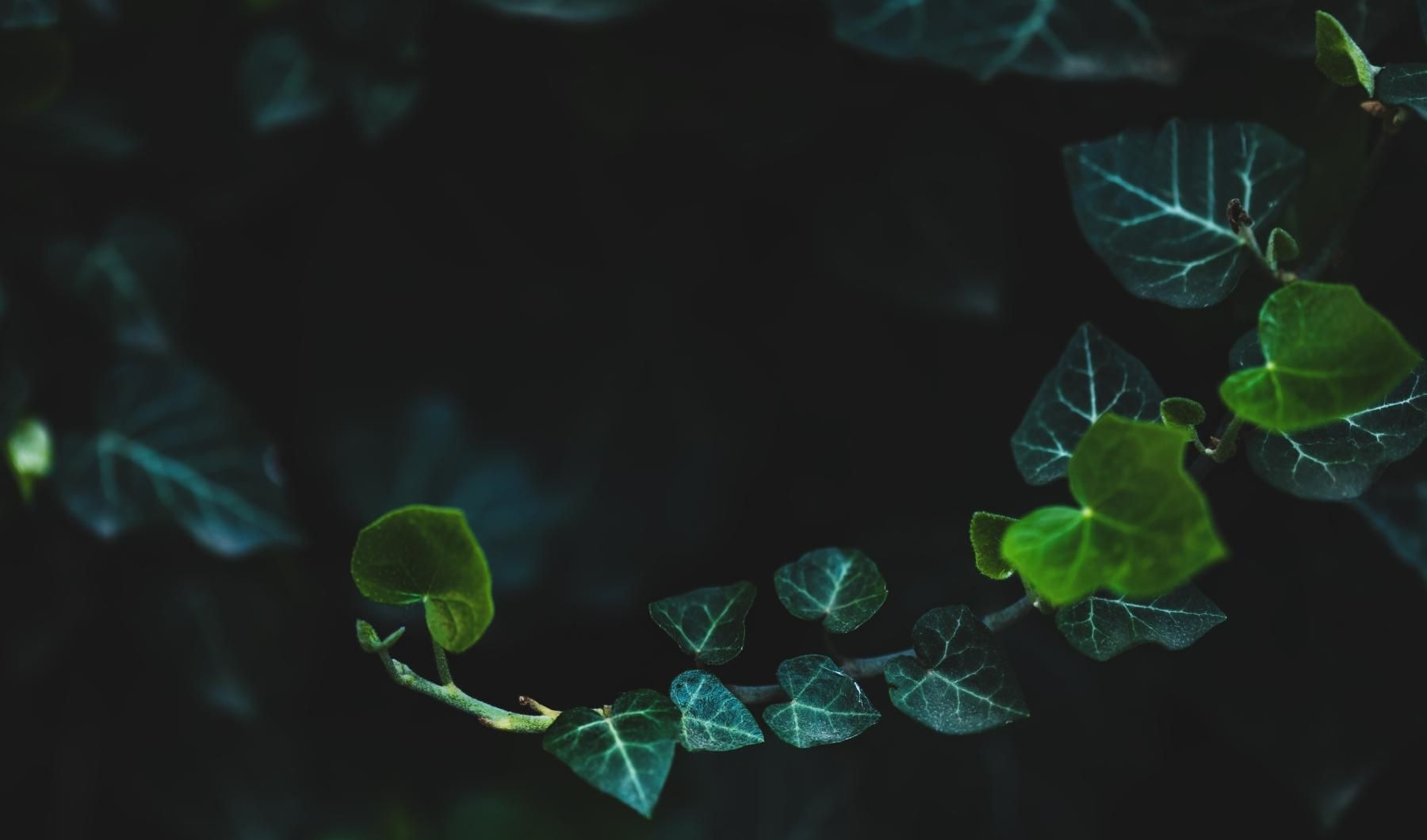 a close up of some leaves